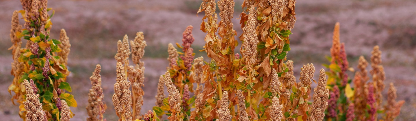 COPROQUINACC-T - Oruro