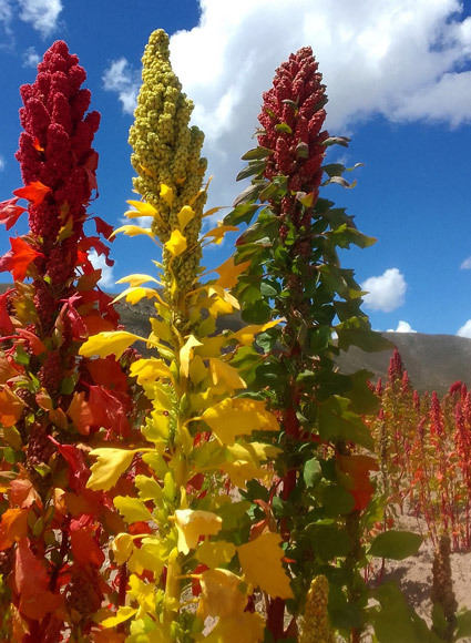 100% Bolivian Royal Quinoa