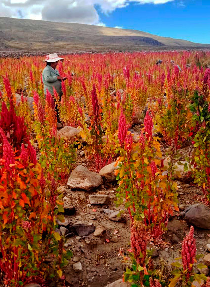 100% Bolivian Royal Quinoa