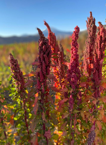 100% Bolivian Royal Quinoa